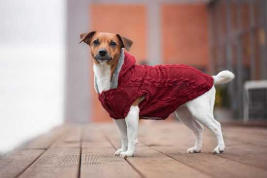 Argo zateplený svetr pro psa Barva: Vínová