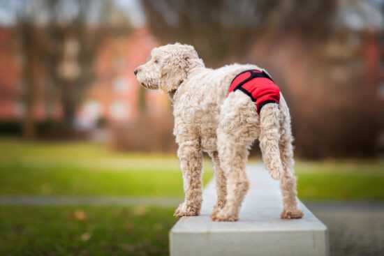 Fixed červené hárací kalhotky pro psa Obvod slabin (cm): 60 - 75
