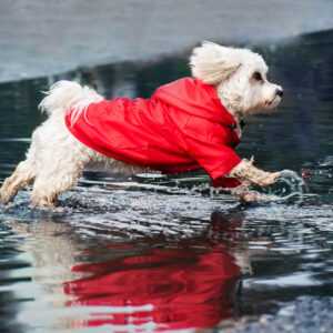 Cloudy pláštěnka pro psa s kapucí Barva: Červená