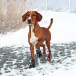 Trixie Walker Active chrániče tlapek M–L