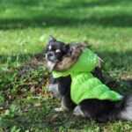 Neo zimní bunda s kapucí pro psa Délka zad (cm): 20