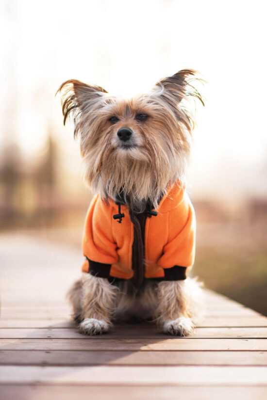 Cool fleecová mikina pro psa s kapsičkou Barva: Oranžovo-hnědá