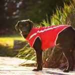 Faraon bunda pro psa na ZIP Barva: Červená