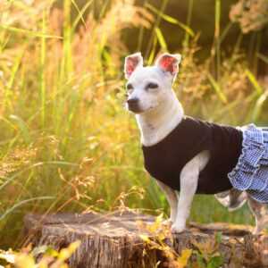 Justina kárované šaty pro psa Barva: Černá