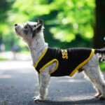 Lolita tričko s nápisem security pro psa Barva: Žlutá