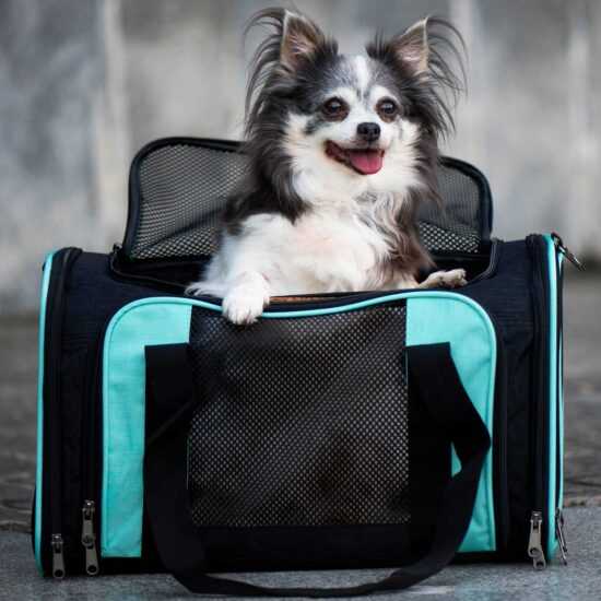 Berny taška pro psa | do 4 Kg Barva: Černo-zelená