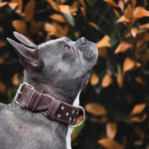 Loon kožený obojek pro psa | 22 – 65 cm Barva: Hnědá