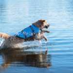 Orsa modrá plovací vesta pro psa Délka zad (cm): 45