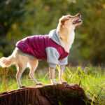 Tabs bunda pro psa Barva: Růžová