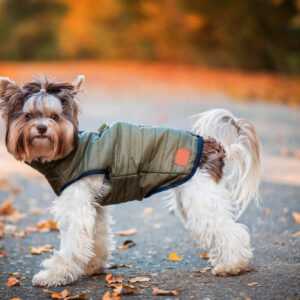 Targa podzimní bunda pro psa Barva: Zelená