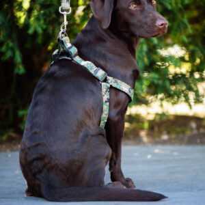 Zandy postroj pro psa s vodítkem | 58 – 68 cm