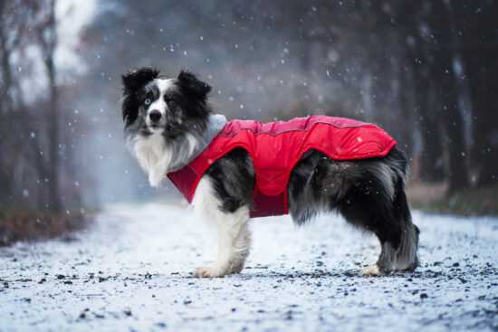 Doral bunda pro psa s kožíškem Barva: Červená