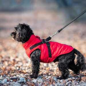 Diamant zimní bunda pro psa s postrojem Barva: Červená
