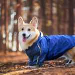 Enola zimní bunda pro psa Barva: Modrá