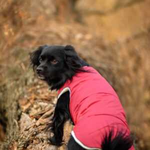 Celine zimní bunda pro psa Barva: Vínová