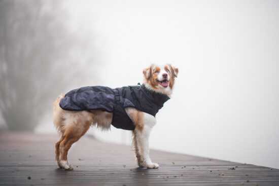 Rosko zateplená bunda pro psa Barva: Černá