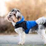 Sindra zimní bunda pro psa Barva: Modrá