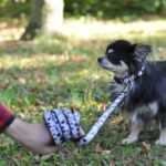 Lucky přepínací vodítko pro psa | 220 cm