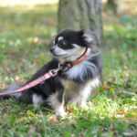 Havaj přepínací vodítko pro psa | 220 cm