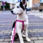 Retro přepínací vodítko pro psa | 220 cm